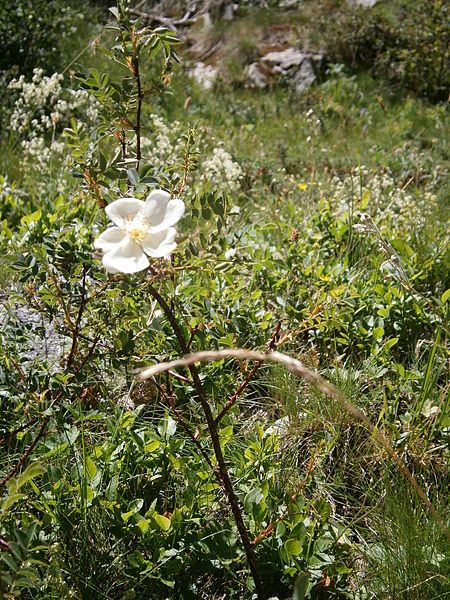 File:Rosa spinosissima 001.jpg