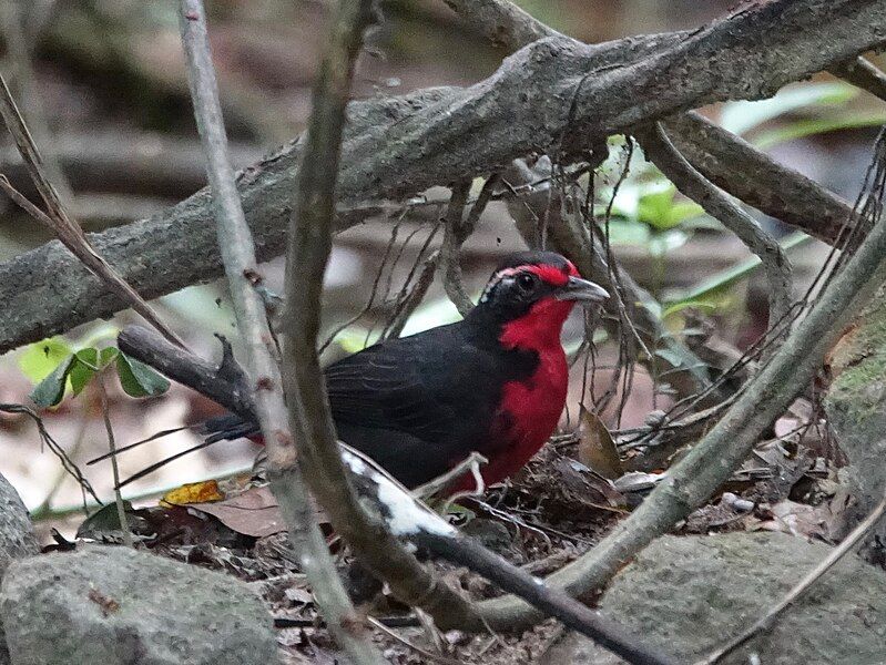 File:Rosy Thrush-Tanager (40717613441).jpg