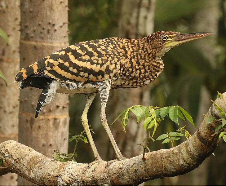 File:Rufescent Tiger- Heron.jpg