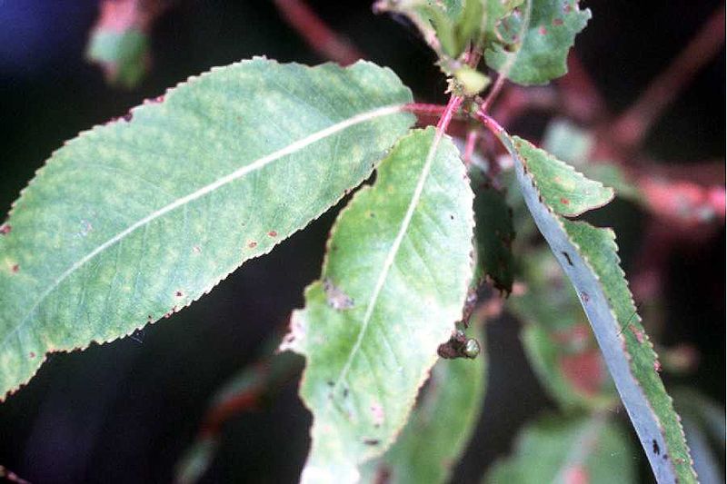 File:Salix amygdaloides(01).jpg