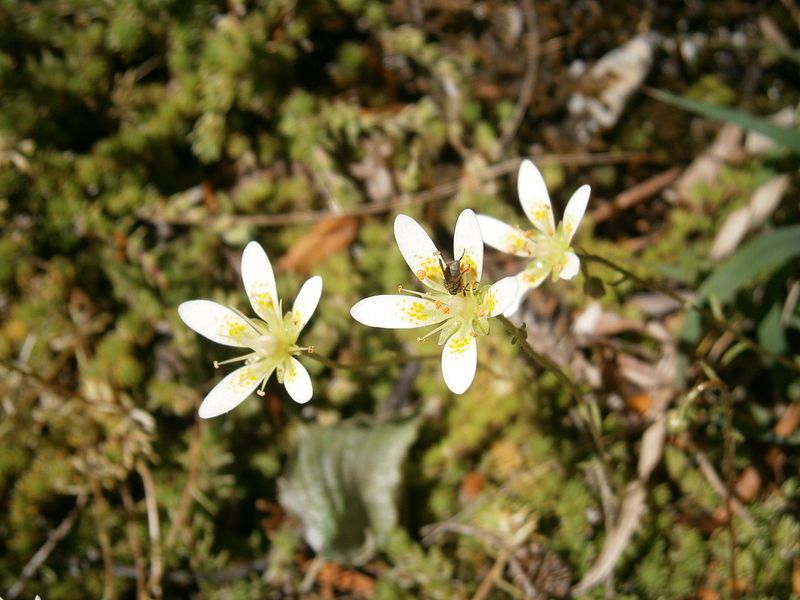 File:Saxifraga bryoides 02.jpg