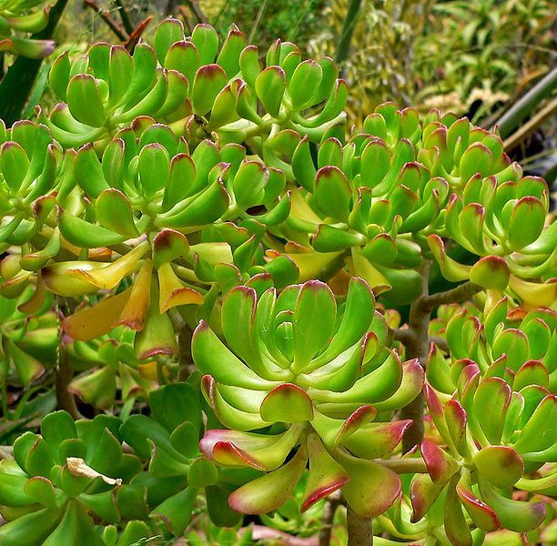 File:Sedum dendroideum 2.jpg