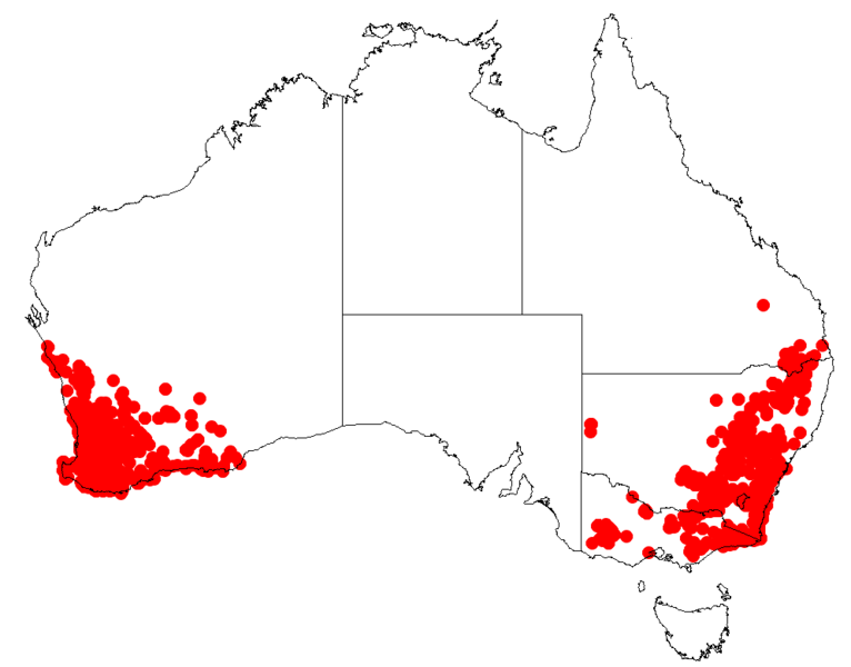 File:StypandraglaucaDistributionMap.png