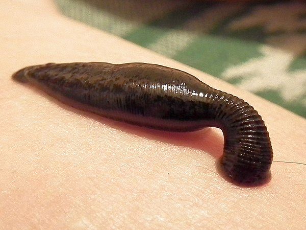 Leech sucking blood on human skin