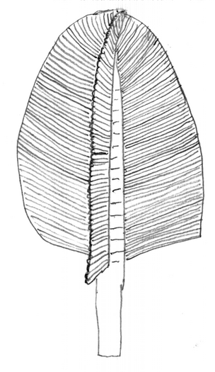 Reconstruction of Swartpuntia germsi