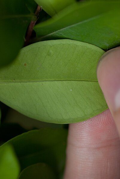 File:Syzygium buxifolium.jpg