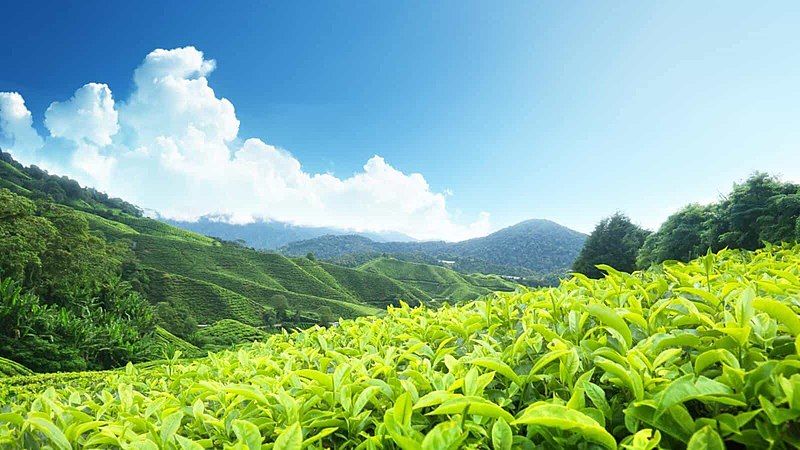 File:Tea Plantations-Surianalle.jpg