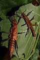 Pair of Tisamenus hystrix 'Sibuyan'