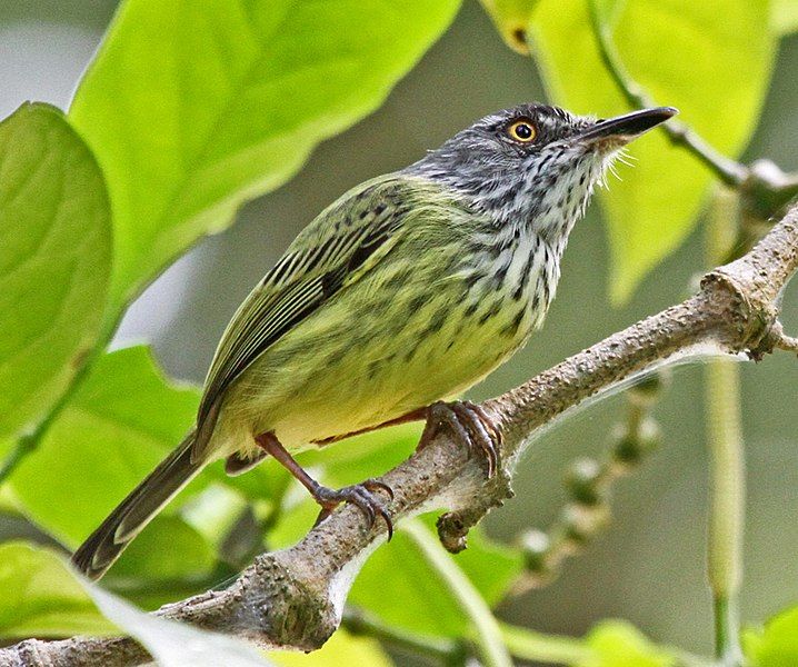 File:Todirostrum maculatum JJK'1.jpg