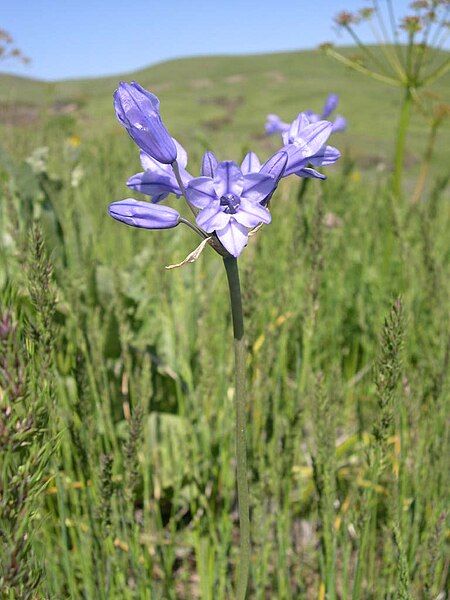 File:Triteleia grandiflora-4-25-05.jpg