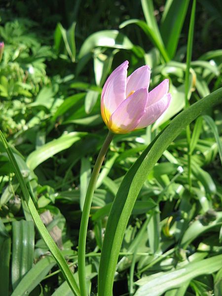 File:Tulipa bakeri002.jpg