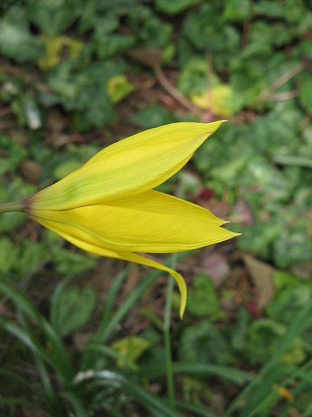 File:Tulipa sylvestris (flower)4.jpg