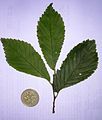 Leaves and £1 coin