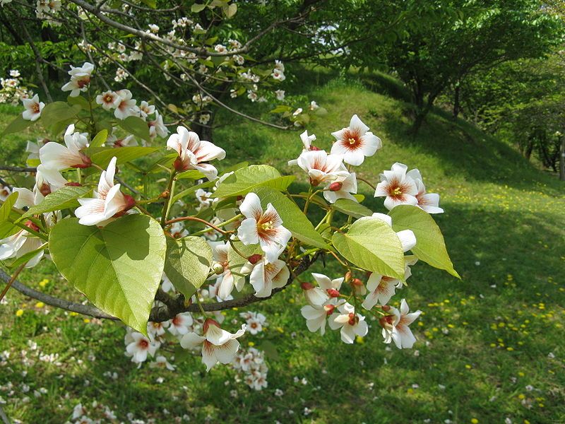 File:Vernicia fordii8.jpg