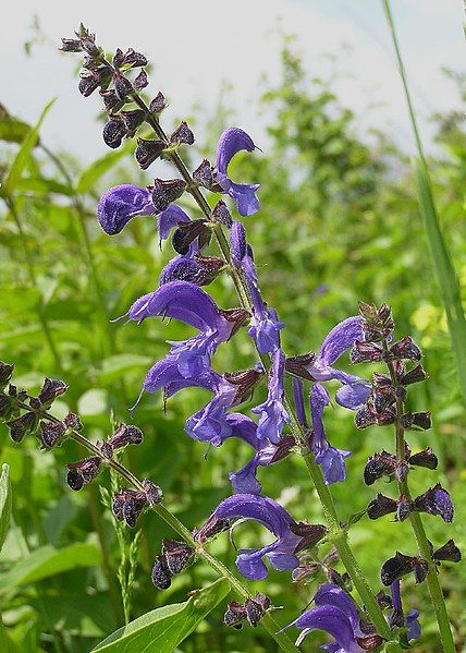 File:Wiesensalbei 1.jpg