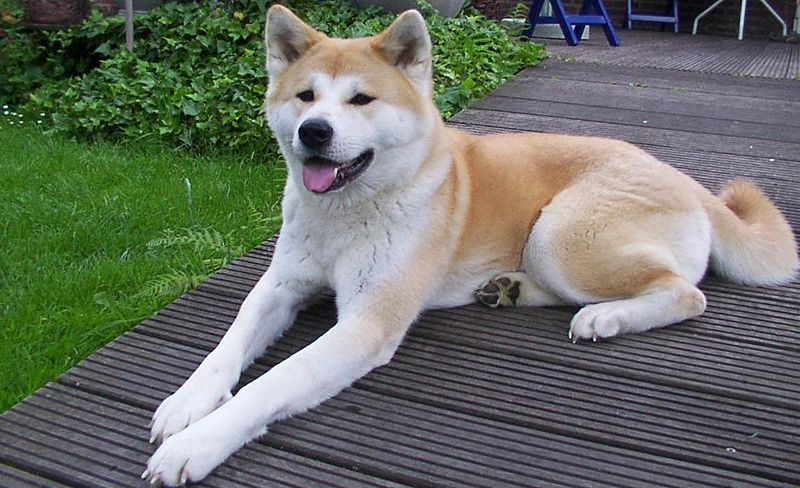 File:Akita inu.jpeg