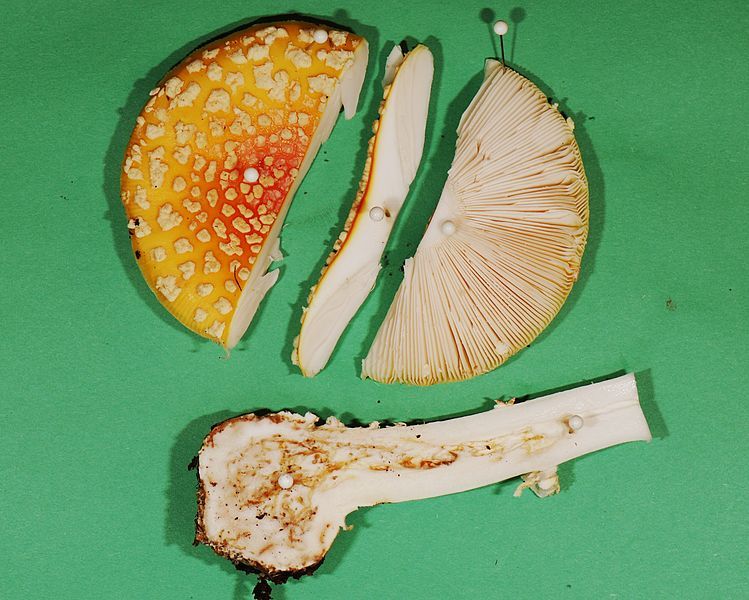 File:Amanita muscaria disection.jpg