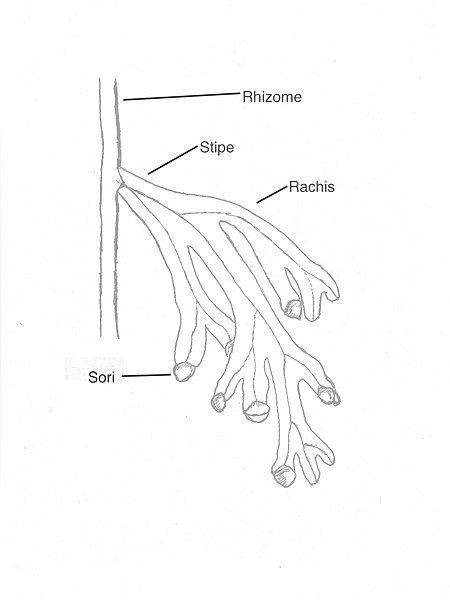 File:Anotated H.australe Frond.jpg