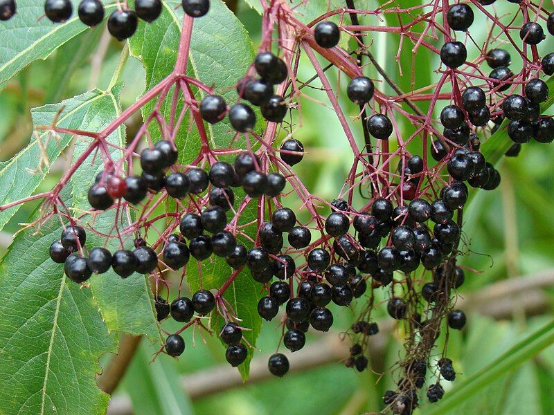 File:Aralia spinosa 5423996.jpg