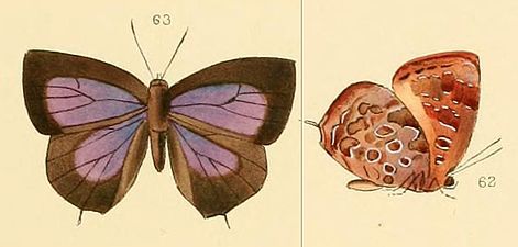 Museum specimen