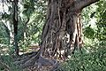 Taken in Melbourne Botanical Gardens. Is it a strangler fig?