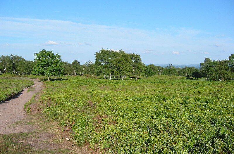 File:Bickerton heathland.jpg