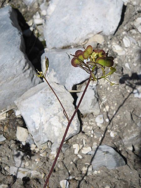 File:Biscutella laevigata002.jpg