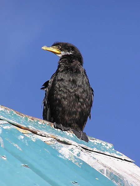 File:Black shag 02.jpg