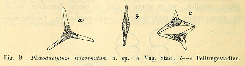 File:Bohlin figure9 phaeodactylum.png