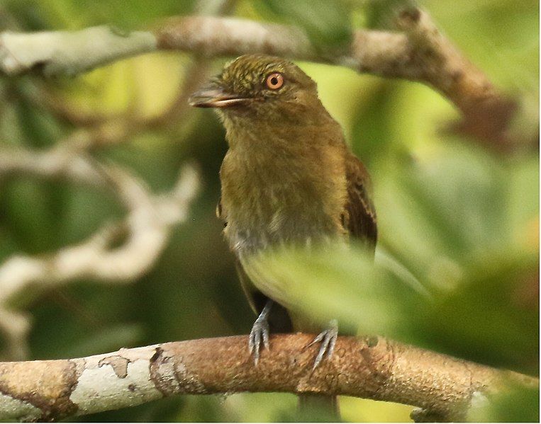 File:Bright-rumped Attila.jpg