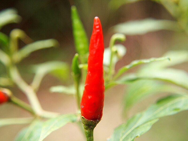 File:Capsicum Malaysia.jpg