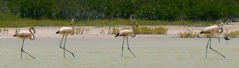 File:CaribFlamingosLOviedo1.jpg