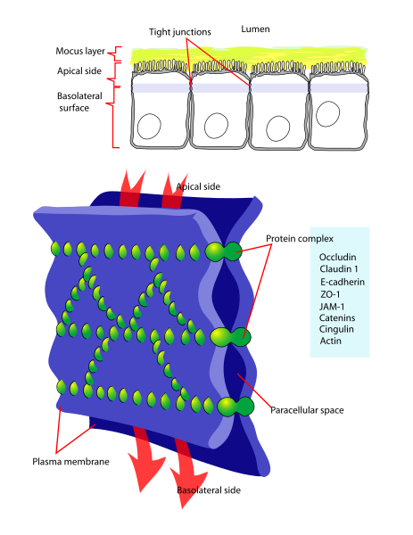 File:Cellular tight junction-en.svg