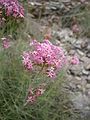 Centranthus angustifolius