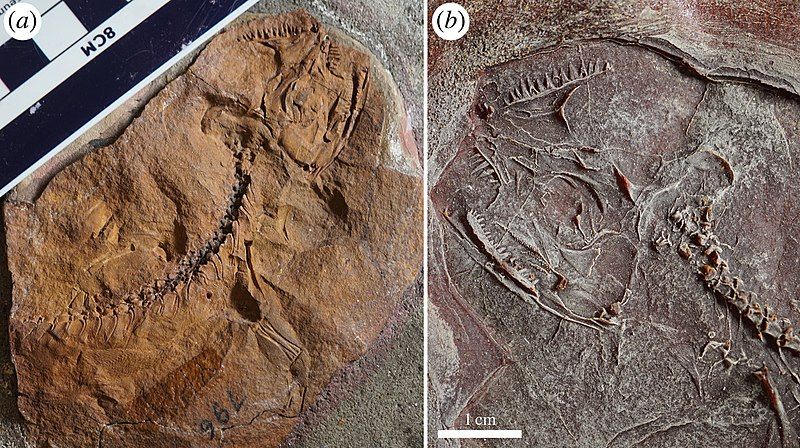 File:Cephalerpeton fossil.jpg