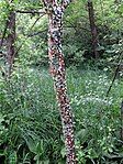 A tree within the park which has been 'decorated' with a large quantity of used chewing gum.