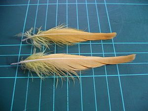 Citron-crested cockatoo (Cacatua citrinocristata) crest feathers (on 1 cm grid)