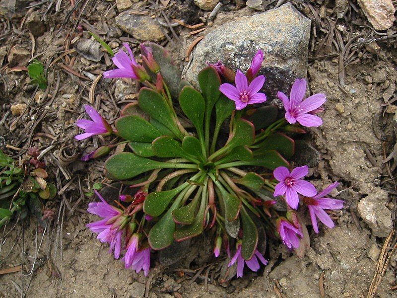 File:Claytonia megarhiza 5933.JPG