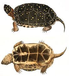 Two drawings of a spotted turtle that show both the top (carapace) and bottom (plastron). The claws are long and the turtle is dark in color