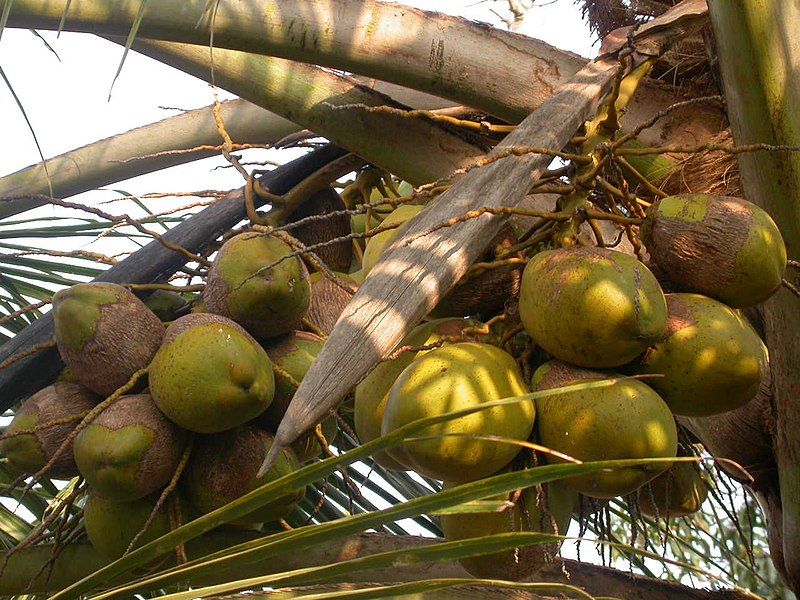 File:CoconutMandari.JPG