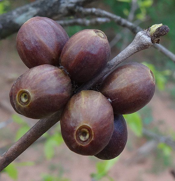 File:Coffea racemosa berries.jpg