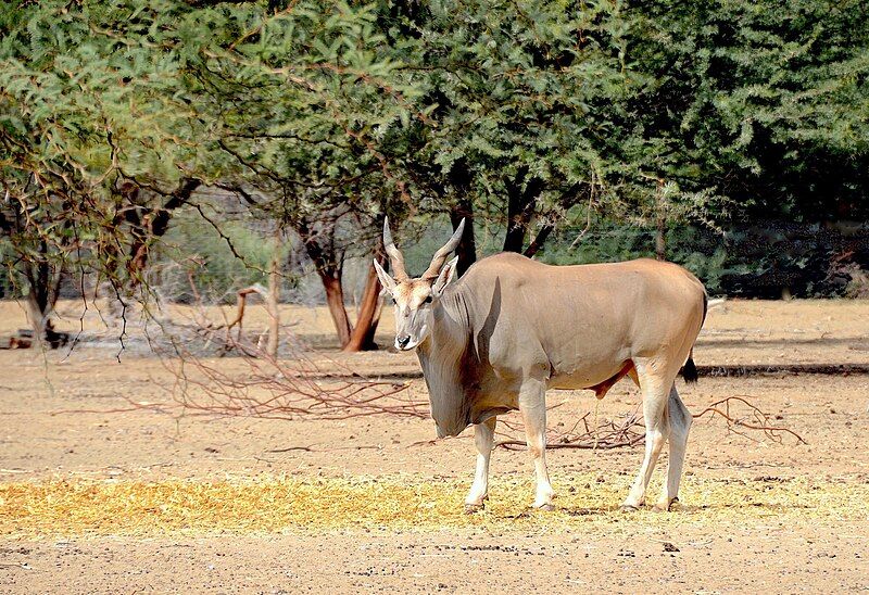 File:Common eland, Namibia.jpg