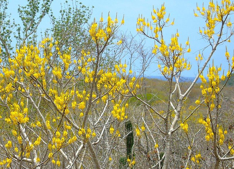 File:Conzattia multiflora.jpg