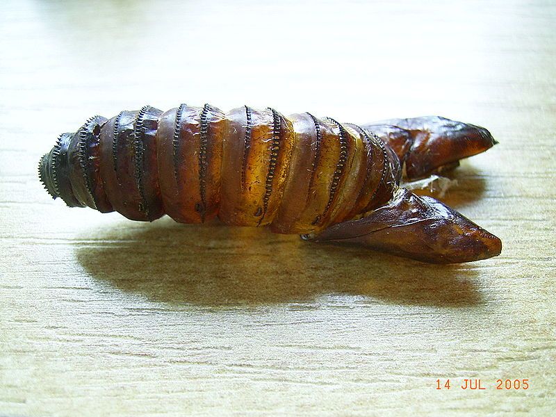 File:Cossus cossus exuvia.JPG