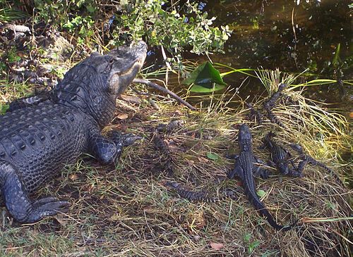 A picture taken in Everglades National Park