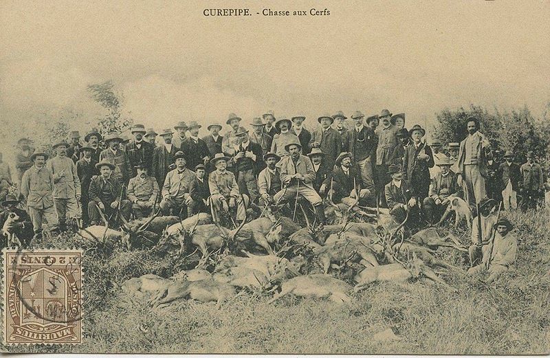 File:Curepipe Cerfs.jpg