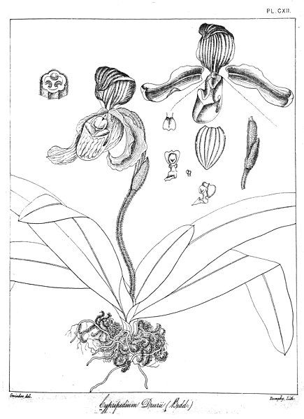 File:Cypripedium drurii Govindoo.jpg