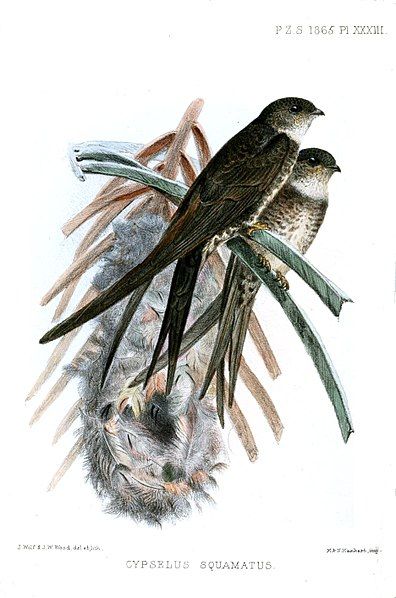 File:CypselusSquamatusWolf.jpg