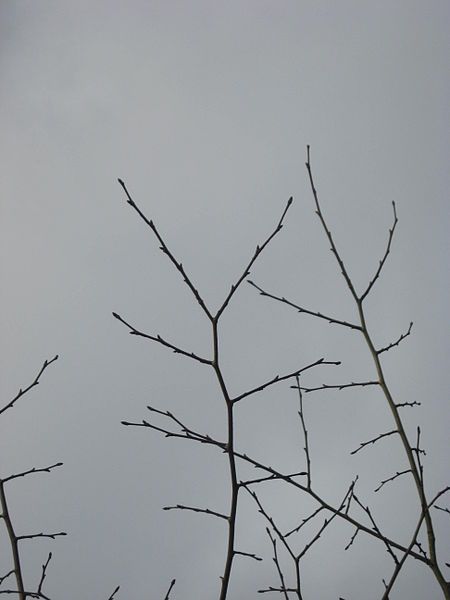 File:DMU.laciniata twigs.JPG