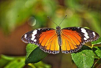 Dorsal view (female)